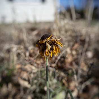 Wilted yellow flower with drooping petals on thin stem in dry, barren field.