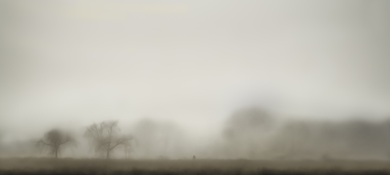 Bare trees emerging from heavy fog in an open field under overcast sky.