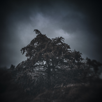 Solitary tree silhouetted against a dramatic, overcast sky with dark storm clouds.