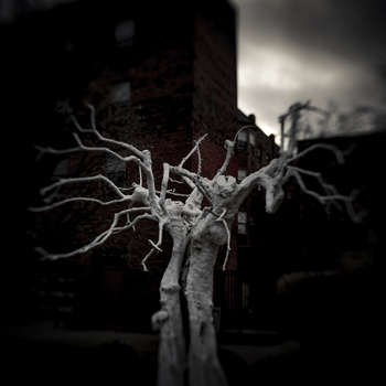 Skeletal tree with gnarled branches silhouetted against a dark, cloudy sky in high-contrast black and white photography.