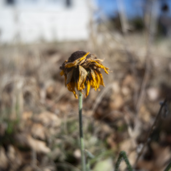 Withered yellow flower with drooping petals on a single stem in an arid, rocky landscape.