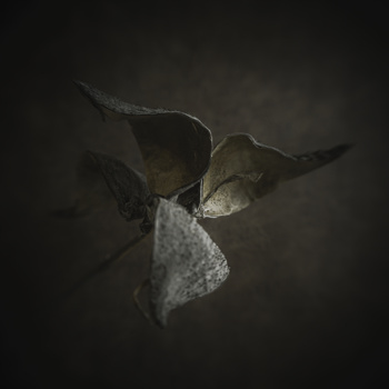Close-up of dried seed pods with delicate, translucent membranes against a dark background.