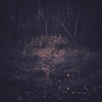 Dark forest path with scattered light filtering through dense trees overhead.