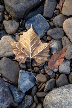 Dried maple leaf resting on smooth river rocks and pebbles.