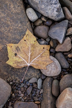 Golden-brown maple leaf resting on wet stones and gravel, centered composition.