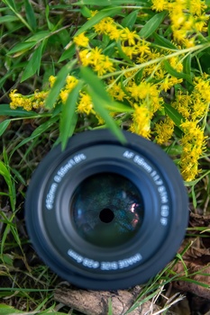 Camera lens positioned on grass surrounded by yellow wildflowers in natural outdoor setting.