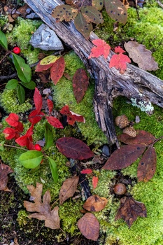 Overhead view of moss, fallen leaves, and decaying wood on forest floor.