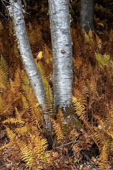 Two white birch tree trunks surrounded by golden-brown ferns in forest understory.