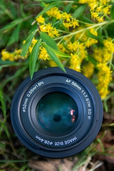 Camera lens held up to yellow flowering plant, showing optical elements and depth of field effect.
