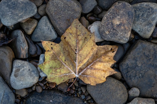 Yellow maple leaf with visible veins resting on dark stones and pebbles.