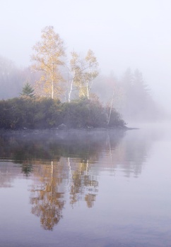 Birch trees with golden foliage reflected in still water, surrounded by mist and evergreen forest.