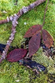 Two deep red fallen leaves resting on vibrant moss with a lichen-covered branch curving above.