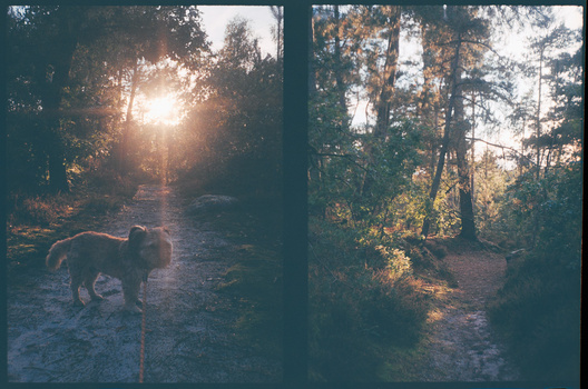 Dog walking on a sunlit forest path with golden hour light filtering through tall trees.