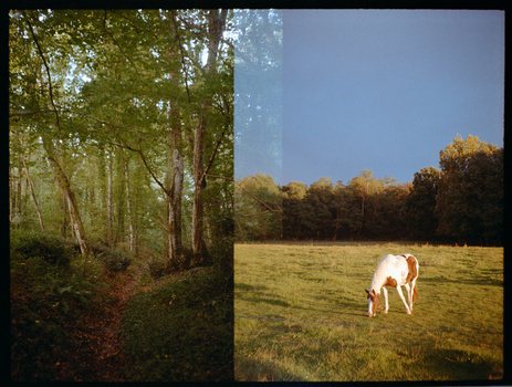 Diptych contrasting a shaded forest path with a white horse grazing in an open meadow.