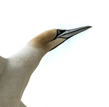 Illustration of a gannet's head and neck in profile, showing elongated beak and pale plumage.