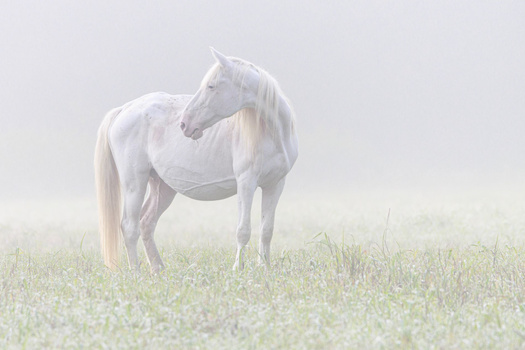 White horse standing in misty grassland with soft backlighting creating ethereal atmosphere.