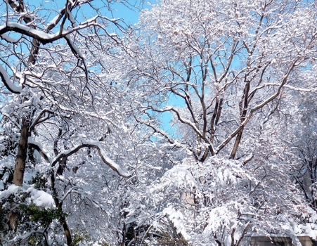 Snow-laden trees with dark branches against a bright blue winter sky.