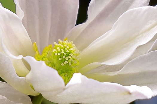 Close-up of a white flower with delicate petals and a yellow-green central cluster of stamens.