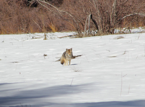Coyote walking across snow-covered ground with bare trees and brush in the background.