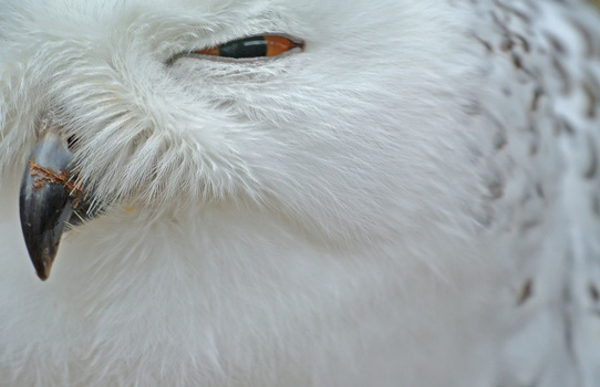 Close-up of a snowy owl's head showing white plumage, dark eye, and hooked beak in sharp detail.