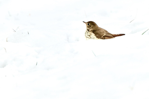 Brown and spotted thrush perched in snow against a white background.