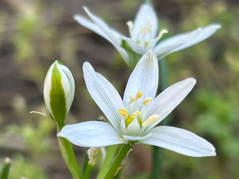 White star-shaped flowers with yellow stamens, one fully open and one unopened bud, photographed against a soft blurred green background.