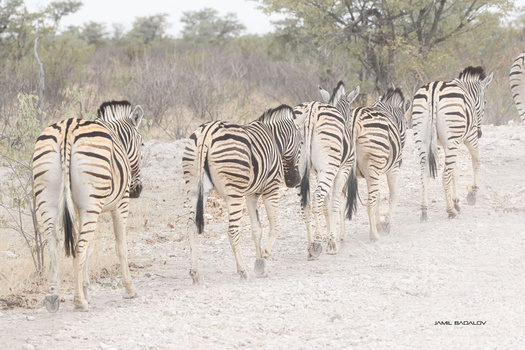 A herd of zebras walking away from the camera in single file across dusty ground with sparse vegetation.