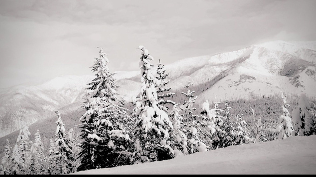 Snow-covered coniferous trees on a mountainside with forested peaks in the background under overcast skies.