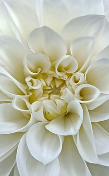 White dahlia flower with layered petals and yellow center photographed against neutral background.
