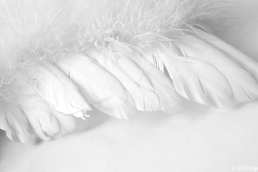 Close-up of white feathers with soft directional lighting creating subtle shadows and highlights.