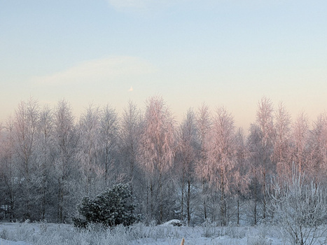 Frost-covered birch trees at dawn with soft pink and blue light filtering through morning mist.