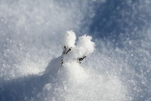 Frost-covered plant stems with delicate ice crystals backlit by sunlight against a snowy background.