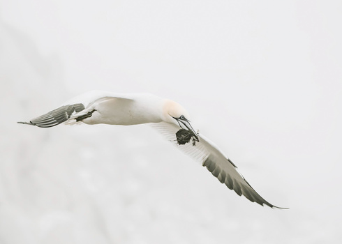 Two seagulls in flight against a gray overcast sky, captured mid-motion with wings spread.