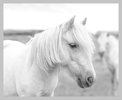 White horse with long mane in profile against blurred pasture background.