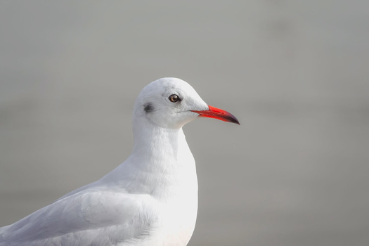 White seagull in profile with red and black beak against neutral gray background.