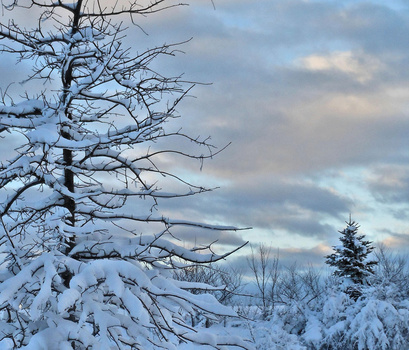 Snow-laden evergreen branches frame a winter landscape beneath a cloudy sky.