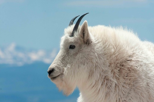 White mountain goat in profile against blue sky and distant mountains.