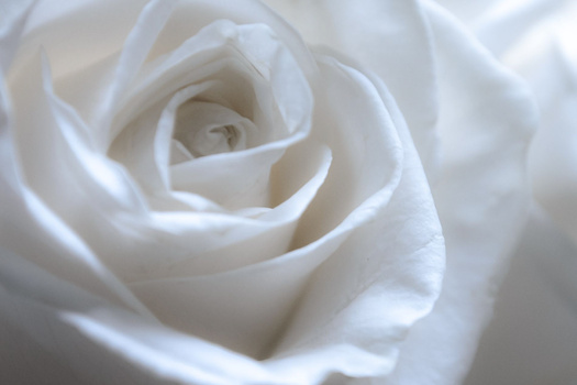 Macro close-up of a white rose bloom with soft, layered petals and shallow depth of field.