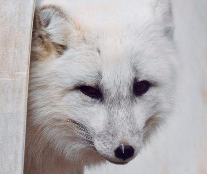 Close-up portrait of a white dog's face with dark eyes and nose, peeking around the edge of a light-colored surface.