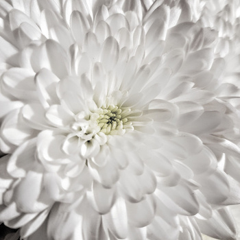 White dahlia flower with layered petals radiating from pale yellow center.