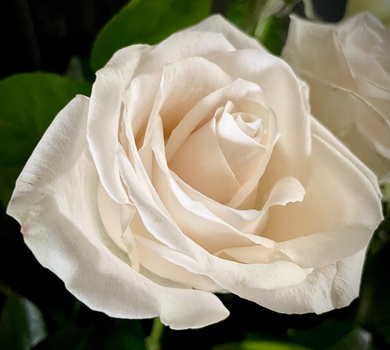 Cream-colored rose with layered petals and soft peachy undertones, photographed against blurred green foliage.