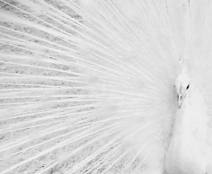 White peacock displaying its tail feathers in profile against a light background.