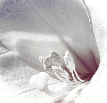Macro close-up of white flower petals with stamens dusted in pollen, soft focus background with hints of burgundy.