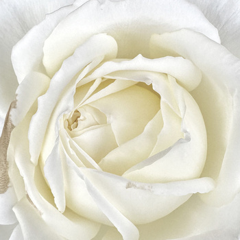 Closeup of a cream-colored rose with layered petals and soft, diffused lighting.