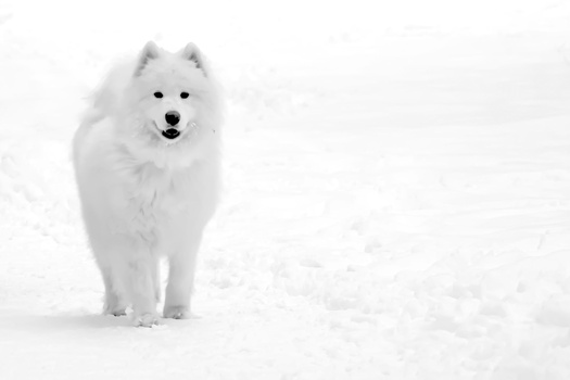 White Samoyed standing in snow, facing toward camera with alert expression.