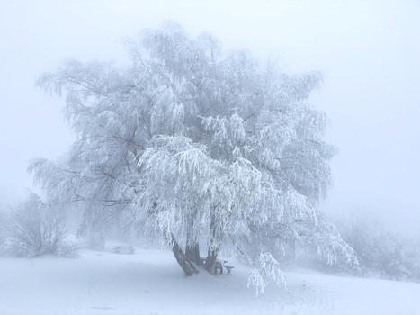 Frost-covered tree standing in heavy fog and snow with delicate ice crystals coating its drooping branches.