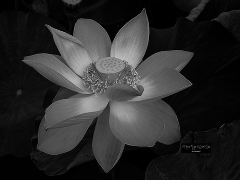 Black and white photograph of a lotus flower with layered petals and detailed seed pod center against dark foliage.