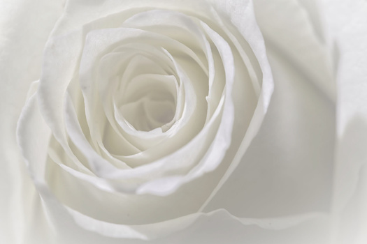 Extreme close-up of a white rose's spiral center with concentric petals receding into soft focus.