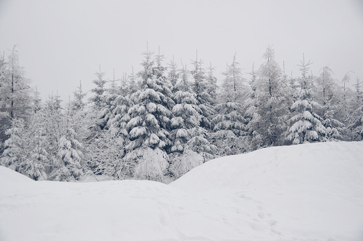 Snow-covered coniferous forest with dense evergreen trees under overcast winter sky.