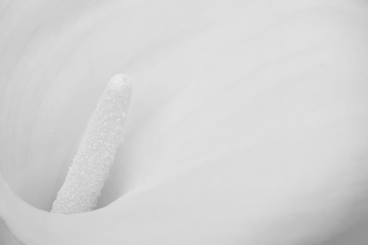 White mortar and pestle with textured surface against soft, neutral background.